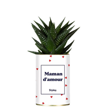  Plante grasse Maman d'amour, Styley.