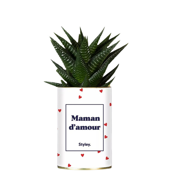 Plante grasse Maman d'amour, Styley.