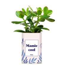  Plante grasse Mamie Cool Styley.