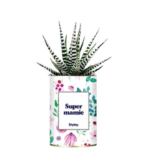  Plante grasse Super Mamie Styley.