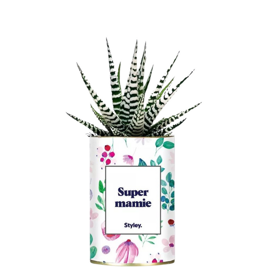 Plante grasse Super Mamie Styley.